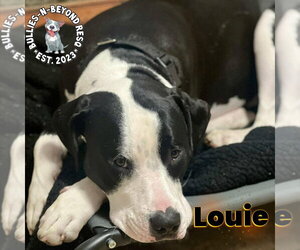 Louie - Male American Pit Bull Terrier-American Staffordshire Terrier Mix Dog for Adoption - Photo #8