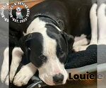 Small #7 American Pit Bull Terrier-American Staffordshire Terrier Mix