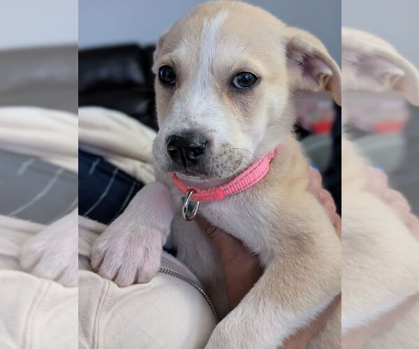 Medium Photo #19 Lab-Pointer Puppy For Sale in Brewster, NY, USA