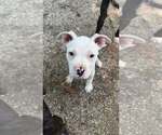 Small #2 Mutt