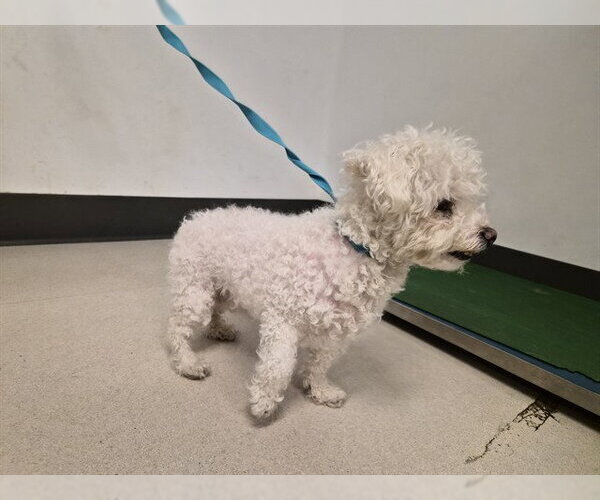 Medium Photo #1 Poochon Puppy For Sale in Corona, CA, USA