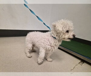 Poochon Dogs for adoption in Corona, CA, USA