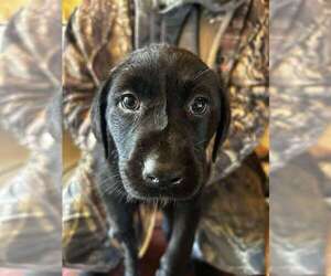 Labrador Retriever Litter for sale in FAIRCHILD, WI, USA
