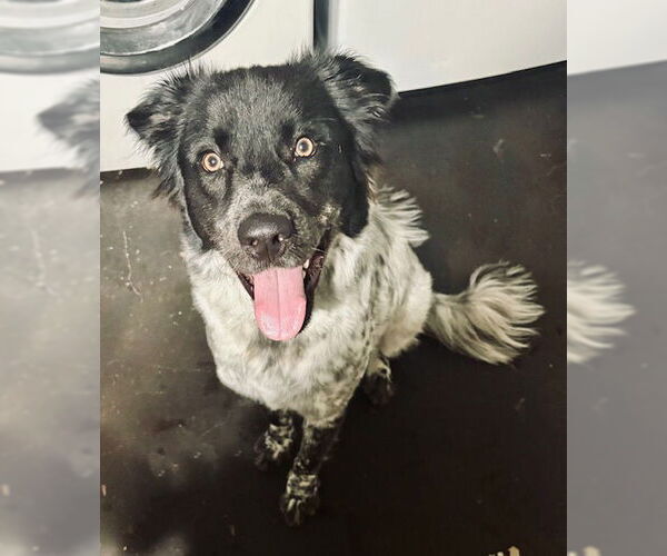 Medium Photo #3 Australian Shepherd-Unknown Mix Puppy For Sale in Dallas, TX, USA