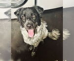 Small #2 Australian Shepherd Mix