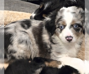 Miniature Australian Shepherd Puppy for sale in WADESBORO, NC, USA