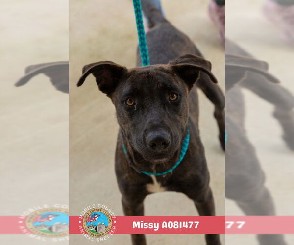 Medium Photo #2 Labrador Retriever-Unknown Mix Puppy For Sale in Mobile, AL, USA
