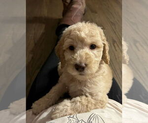 Medium Golden Retriever