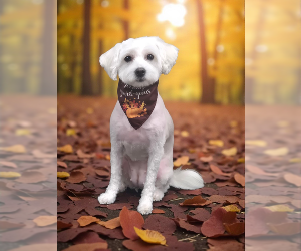 Medium Photo #1 Poodle (Miniature) Puppy For Sale in ALBANY, NY, USA