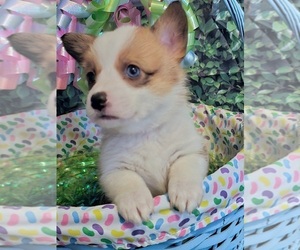 Pembroke Welsh Corgi Puppy for sale in BAYTOWN, TX, USA