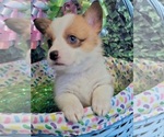 Image preview for Ad Listing. Nickname: Willow