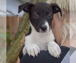Small #4 Australian Shepherd Mix