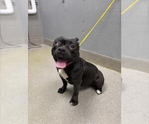 Mutt Dogs for adoption in Las Vegas, NV, USA