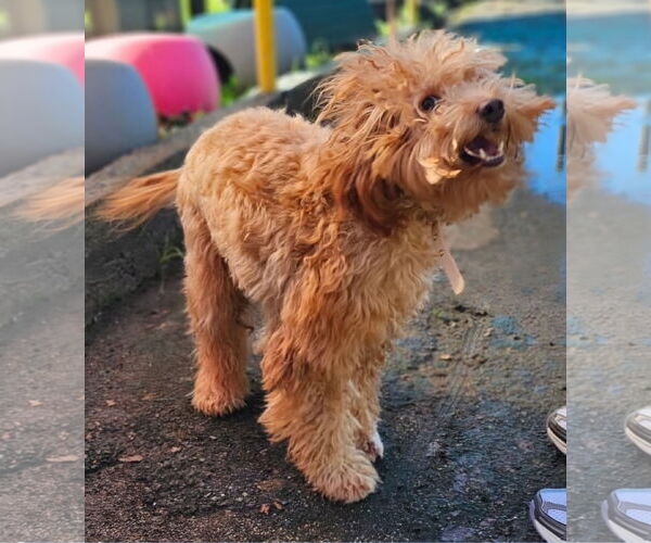 Medium Photo #1 Cockapoo (Miniature) Puppy For Sale in Virginia Beach, VA, USA