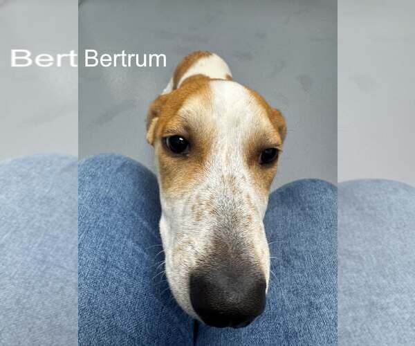Medium Photo #1 Mutt Puppy For Sale in Hilton Head, SC, USA