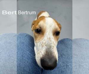 Mutt Dogs for adoption in Hilton Head, SC, USA