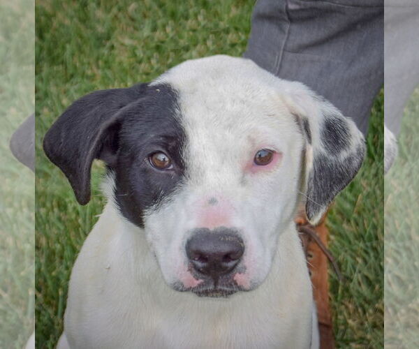 Medium Photo #1 American Staffordshire Terrier-Unknown Mix Puppy For Sale in Huntley, IL, USA