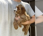 Small #1 Goldendoodle (Miniature)