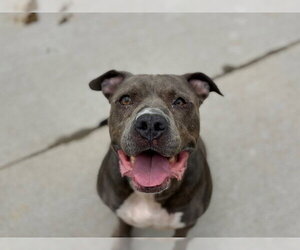 Mutt Dogs for adoption in Tulsa, OK, USA