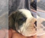 Small Photo #7 Olde English Bulldogge Puppy For Sale in CHETEK, WI, USA
