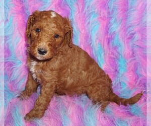 Labradoodle Puppy for sale in LA HABRA, CA, USA