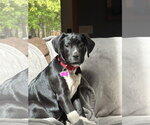 Small Labrador Retriever Mix