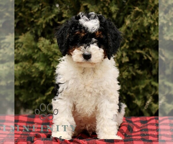 Medium Photo #3 Bernedoodle (Miniature) Puppy For Sale in LEOLA, PA, USA
