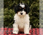 Small #2 Bernedoodle (Miniature)