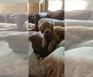 Double Doodle Puppy for sale in DIXON, IL, USA