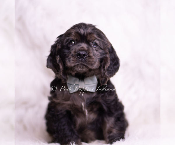 Medium Photo #1 Cocker Spaniel Puppy For Sale in WARSAW, IN, USA