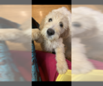 Small Photo #7 Poodle (Standard)-Spinone Italiano Mix Puppy For Sale in CLEVELAND, OH, USA