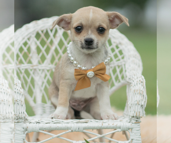 Medium Photo #67 Chihuahua Puppy For Sale in WARSAW, IN, USA