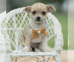 Small Photo #67 Chihuahua Puppy For Sale in WARSAW, IN, USA