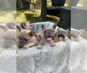 French Bulldog Puppy for sale in Windsor, Ontario, Canada