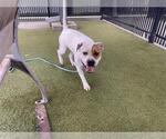 Small #1 American Pit Bull Terrier Mix