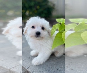 Coton de Tulear-Poodle (Toy) Mix Puppy for sale in CANOGA, NY, USA