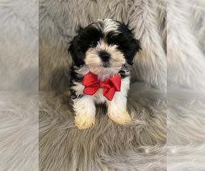 Shih Tzu Puppy for sale in BEECH GROVE, IN, USA