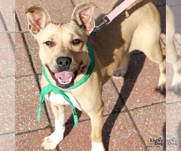 Medium Photo #3 Mutt Puppy For Sale in Washington, DC, USA