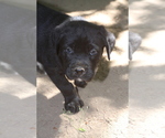 Puppy Grizzly Boxweiler