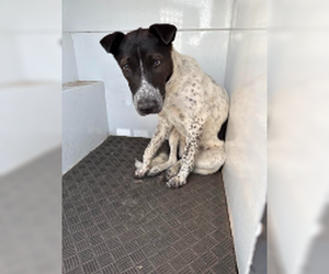 Mutt Dogs for adoption in Las Vegas, NM, USA