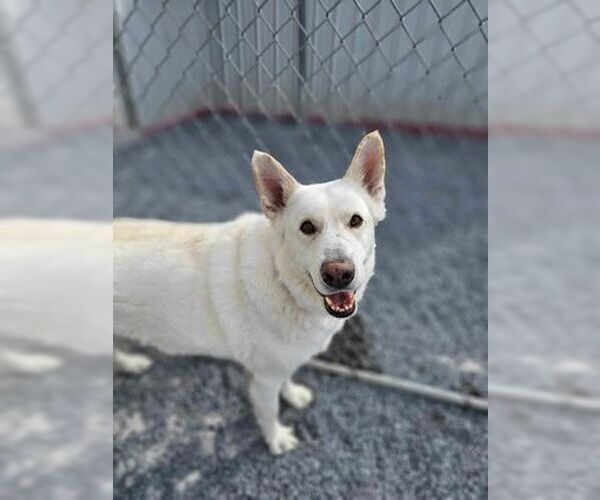 Medium Photo #3 German Shepherd Dog Puppy For Sale in Lewistown, PA, USA
