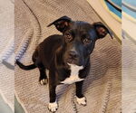 Small #1 American Pit Bull Terrier-Pembroke Welsh Corgi Mix