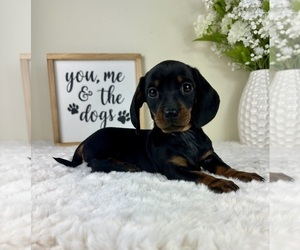 Dachshund Puppy for sale in GREENFIELD, IN, USA