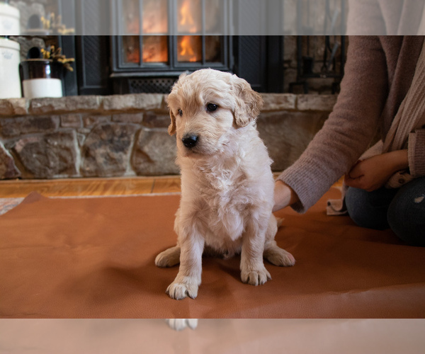 Medium Photo #1 Goldendoodle Puppy For Sale in STAR TANNERY, VA, USA