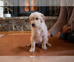Small Photo #1 Goldendoodle Puppy For Sale in STAR TANNERY, VA, USA