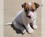 Puppy Linus Jack Russell Terrier