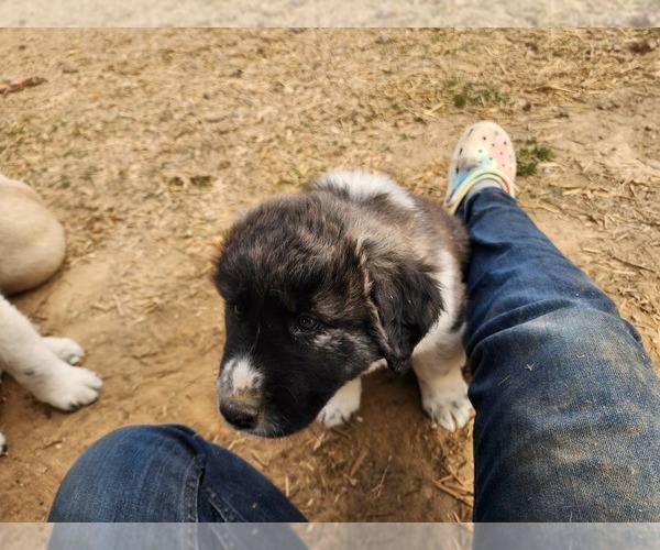 Medium Photo #3 Anatolian Shepherd Puppy For Sale in CUMBY, TX, USA