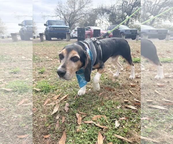 Medium Photo #8 Beagle Puppy For Sale in Tampa, FL, USA