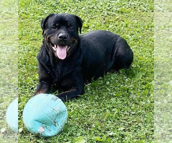 Medium Photo #1 Rottweiler Puppy For Sale in Rootstown, OH, USA