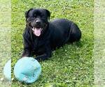 Ace - Ball Tossing is My Thing - Male Rottweiler Dog for Adoption - Small photo